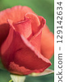 橙色玫瑰花 129142634