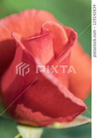 橙色玫瑰花 129142634