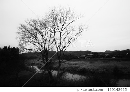 冬季鄉村景觀與枯樹 129142635