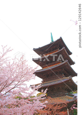 Scenery of Yagotoyama Koshoji Temple five-storied pagoda and cherry blossoms, Nagoya City, Aichi Prefecture 129142646