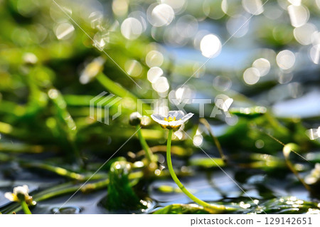 Mei花海藻白花 129142651