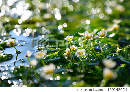 Mei花海藻白花 Mei花海藻白花 129142654