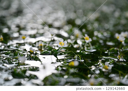 White flower of Mei flower algae 129142660