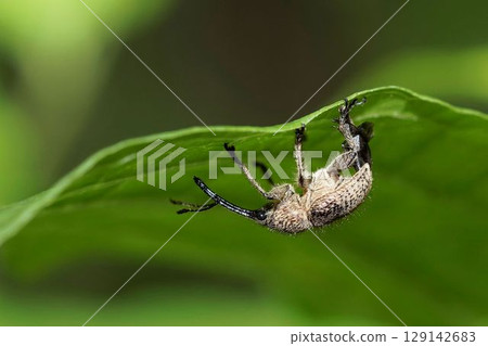 一隻灰腿蟋蟀停在一片葉子的背面 129142683