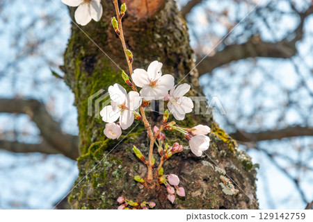 從樹幹的櫻花 129142759