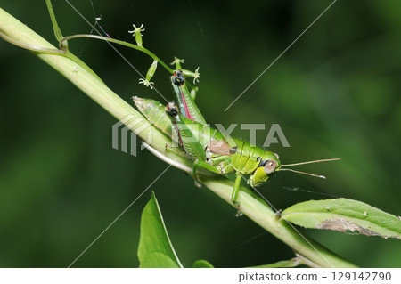 Grasshopper nymph in the grass (outdoor field insect macro photography) Grasshopper nymph in the grass (outdoor field insect macro photography) 129142790