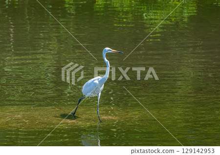 Great Egret (Egret) Amanogawa River, Hirakata City 129142953
