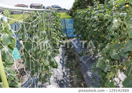 Cucumber cultivation in the scorching sun of midsummer Cucumber cultivation in the scorching sun of midsummer 129142989