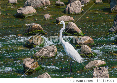 大白鷺（白鷺）枚方市天野川 129143004