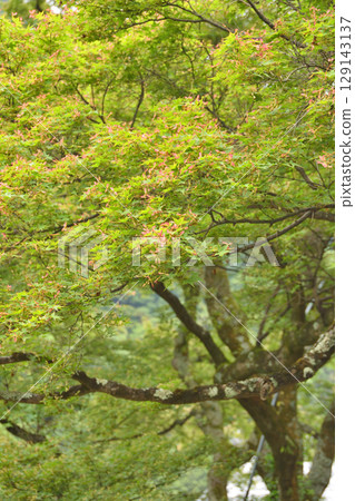 吉峯寺的綠葉 吉峯寺的綠葉 129143137