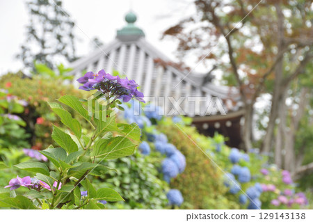 禪寺的繡球花 禪寺的繡球花 129143138