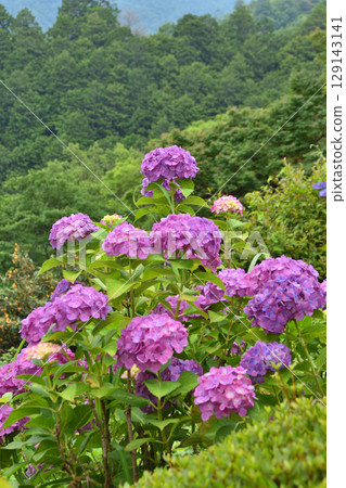 禪寺的繡球花 禪寺的繡球花 129143141