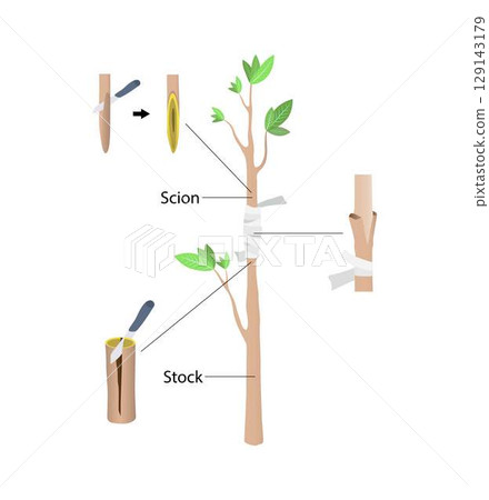 illustration of biology and agriculture, Approach Grafting, Grafting is a horticultural technique whereby tissues of plants are joined so as to continue their growth together illustration of biology and agriculture, Approach Grafting, Grafting is a horticultural technique whereby tissues of plants are joined so as to continue their growth together 129143179