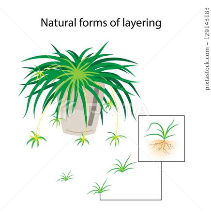 illustration of biology and agriculture, Natural forms of layering, Plant Propagation, Ground layering, Plants that produce stolons are propagated by severing the new plants from their parent stems illustration of biology and agriculture, Natural forms of layering, Plant Propagation, Ground layering, Plants that produce stolons are propagated by severing the new plants from their parent stems 129143183