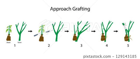 illustration of biology and agriculture, Approach Grafting, Grafting is a horticultural technique whereby tissues of plants are joined so as to continue their growth together illustration of biology and agriculture, Approach Grafting, Grafting is a horticultural technique whereby tissues of plants are joined so as to continue their growth together 129143185