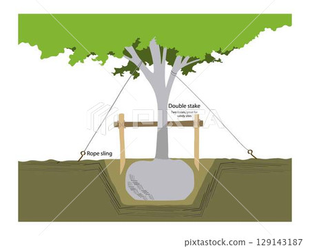 illustration of landscape and gardening, Staking at planting, How to Plant a Tree, Tree support, Plant supports help to prevent damage from wind and inclimate weather 129143187