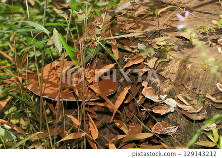 The cocoa powder-like spores of a large larval mushroom stain the surrounding area reddish-brown (macrophotography under clear skies) 129143212