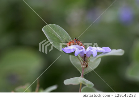 Photographing a brightly colored caterpillar on a purple flower 129143258