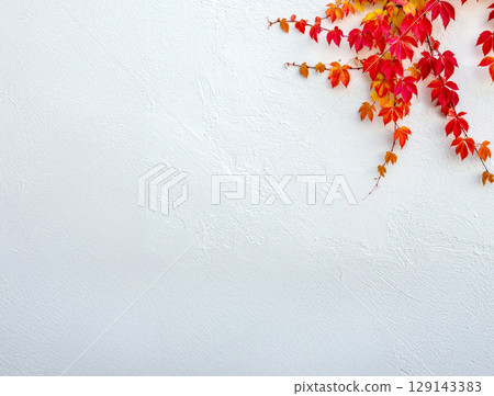 White walls and red ivy 129143383