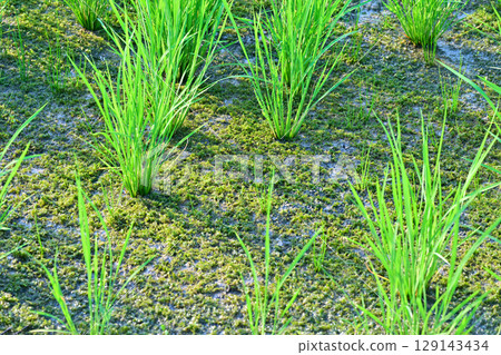 Drought-tolerant rice on the Arakawa River bank in Saitama City 129143434