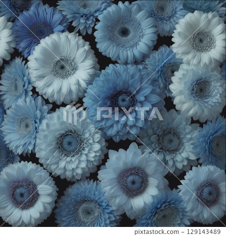 很多藍色非洲菊和大麗花 129143489
