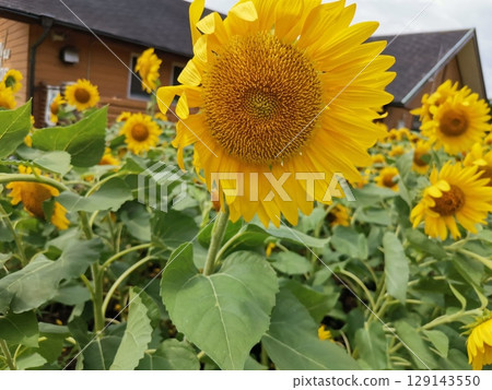Summer sunflower 129143550