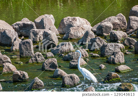 Great Egret (Egret) Amanogawa River, Hirakata City 129143613