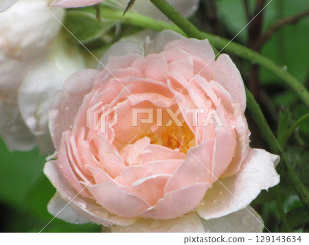 玫瑰濕雨 129143634