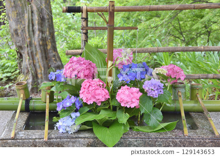 禪寺的繡球花 129143653