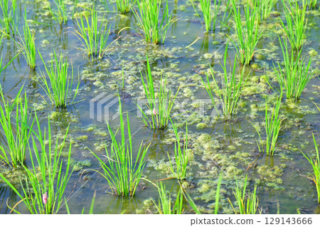 Drought-tolerant rice plants stop growing due to giant snail eggs clinging to seedlings on the Arakawa River riverbed in Saitama City 129143666