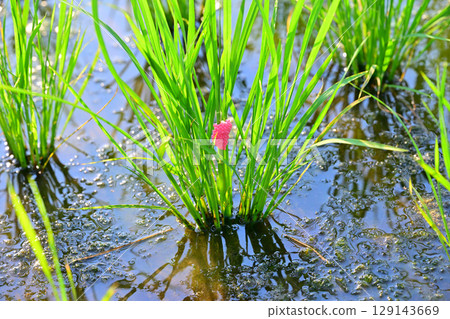 Drought-tolerant rice plants stop growing due to giant snail eggs clinging to seedlings on the Arakawa River riverbed in Saitama City Drought-tolerant rice plants stop growing due to giant snail eggs clinging to seedlings on the Arakawa River riverbed in Saitama City 129143669