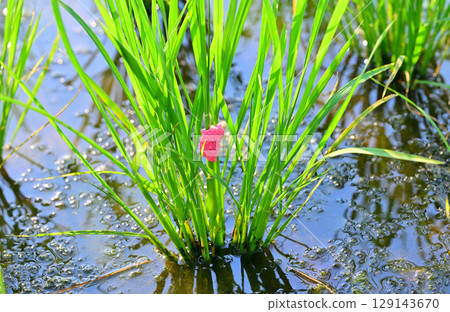 Drought-tolerant rice plants stop growing due to giant snail eggs clinging to seedlings on the Arakawa River riverbed in Saitama City 129143670