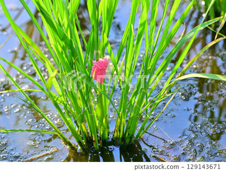 Drought-tolerant rice plants stop growing due to giant snail eggs clinging to seedlings on the Arakawa River riverbed in Saitama City Drought-tolerant rice plants stop growing due to giant snail eggs clinging to seedlings on the Arakawa River riverbed in Saitama City 129143671