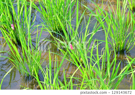 Drought-tolerant rice plants stop growing due to giant snail eggs clinging to seedlings on the Arakawa River riverbed in Saitama City Drought-tolerant rice plants stop growing due to giant snail eggs clinging to seedlings on the Arakawa River riverbed in Saitama City 129143672