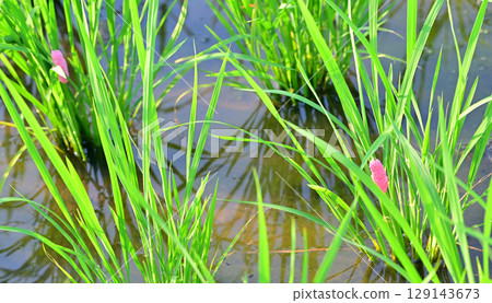 Drought-tolerant rice plants stop growing due to giant snail eggs clinging to seedlings on the Arakawa River riverbed in Saitama City Drought-tolerant rice plants stop growing due to giant snail eggs clinging to seedlings on the Arakawa River riverbed in Saitama City 129143673