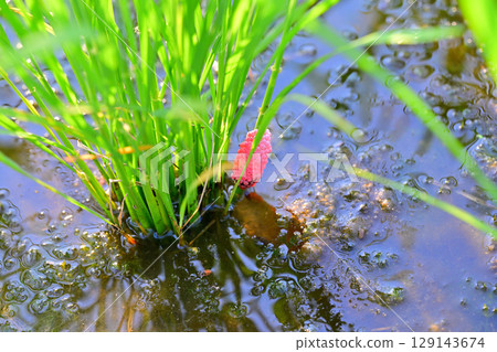 Drought-tolerant rice plants stop growing due to giant snail eggs clinging to seedlings on the Arakawa River riverbed in Saitama City 129143674