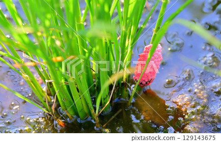 Drought-tolerant rice plants stop growing due to giant snail eggs clinging to seedlings on the Arakawa River riverbed in Saitama City Drought-tolerant rice plants stop growing due to giant snail eggs clinging to seedlings on the Arakawa River riverbed in Saitama City 129143675