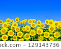 藍天：向著太陽綻放的向日葵 129143736