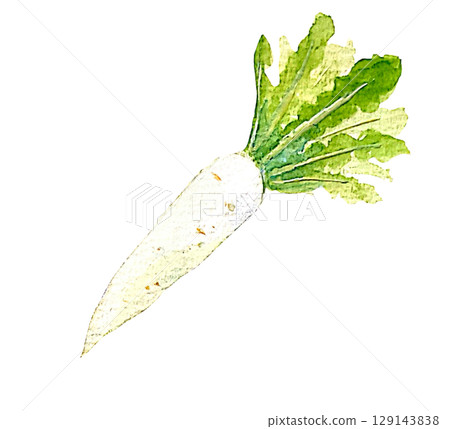 用透明水彩繪製的逼真的蘿蔔插圖 | 蘿蔔,冬季蔬菜,蔬菜,水彩畫,白色背景 用透明水彩繪製的逼真的蘿蔔插圖 | 蘿蔔,冬季蔬菜,蔬菜,水彩畫,白色背景 129143838