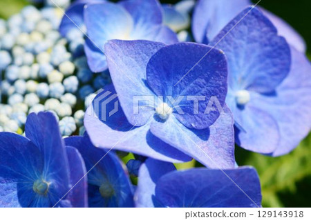 Hydrangea 129143918