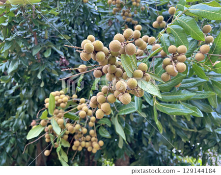 Outdoor photo of longan tree full of fruits Outdoor photo of longan tree full of fruits 129144184