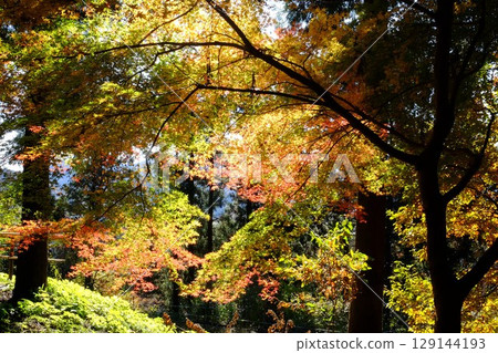 Maple leaves begin to change color [Tsukui, Sagamihara City, December] 129144193
