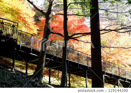 Autumn leaves walking path [Tsukui, Sagamihara City, December] 129144200