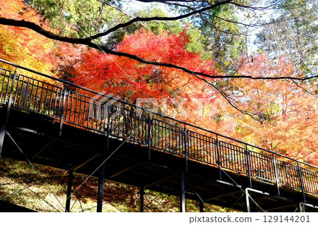 Autumn leaves along the walking path [Tsukui, Sagamihara City, December] 129144201