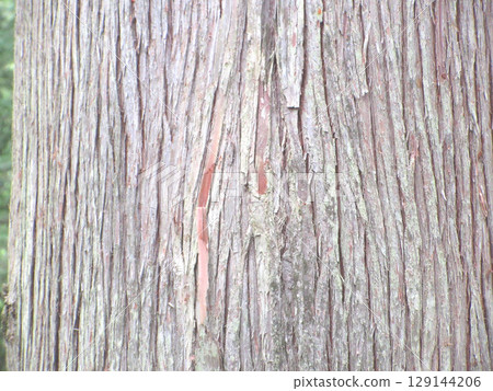 Old wood grain 129144206