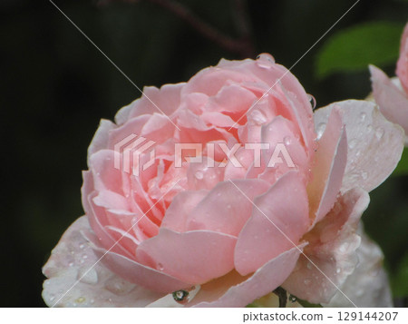 Roses proud 129144207