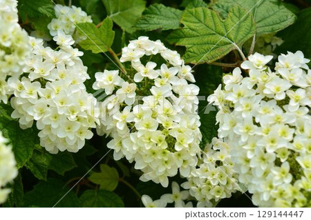 繡球花(櫟樹) 繡球花(櫟樹) 129144447