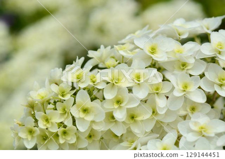 Hydrangea (Quercus macrophylla) 129144451