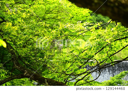 花卷溫泉的新綠 花卷溫泉的新綠 129144468