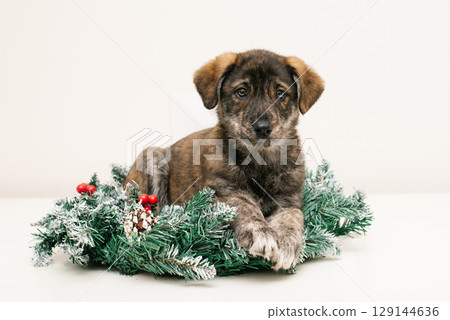 Brown Puppy Looking Away In Wreath 129144636